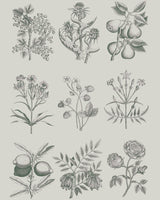 Annie Sloan Decoupage Paper - Botanical Drawings