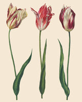 Annie Sloan Decoupage Paper - Dutch Tulips