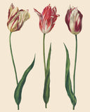 Annie Sloan Decoupage Paper - Dutch Tulips