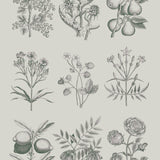 Annie Sloan Decoupage Paper - Botanical Drawings