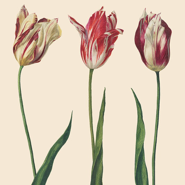Annie Sloan Decoupage Paper - Dutch Tulips