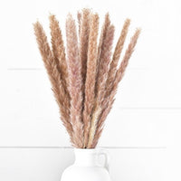 Natural Pampas Grass Bundle